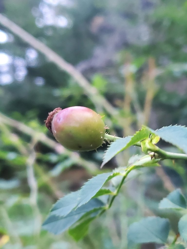 Rosa × andegavensis