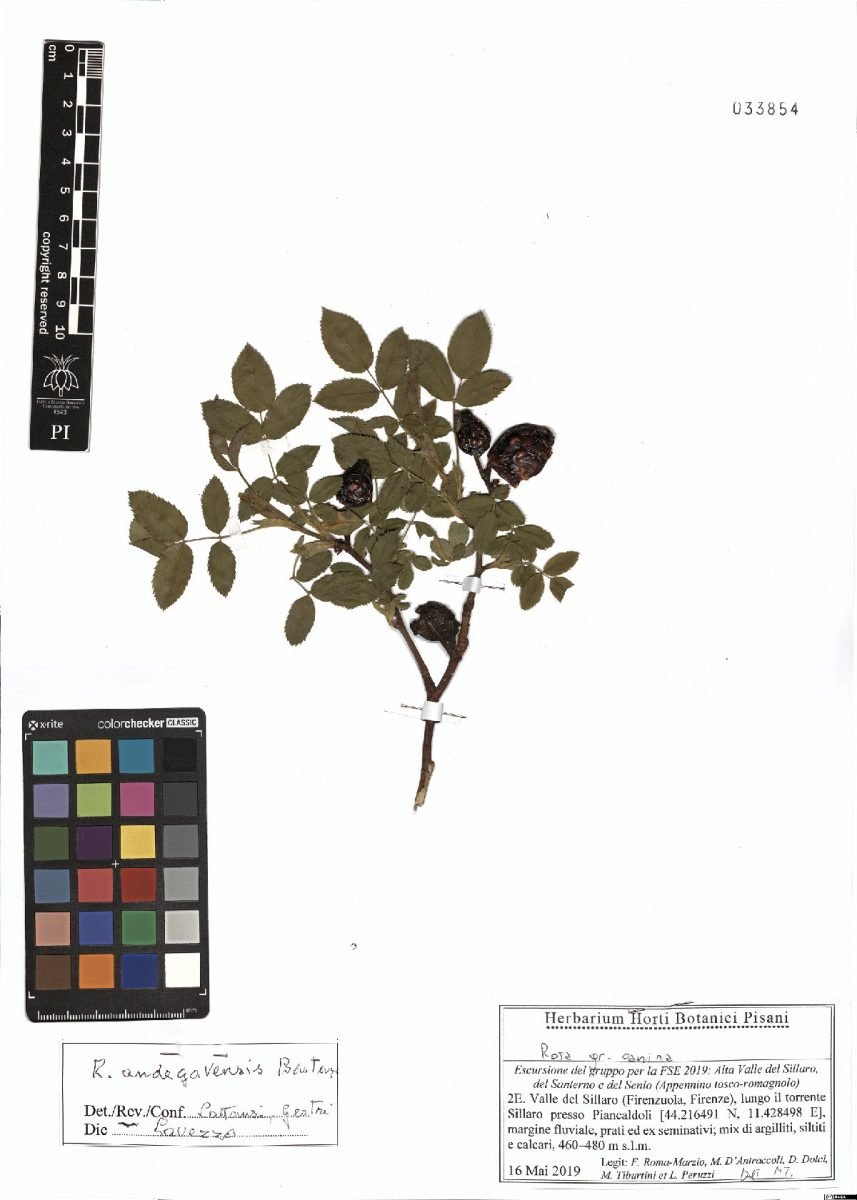 Rosa × andegavensis photograph 2