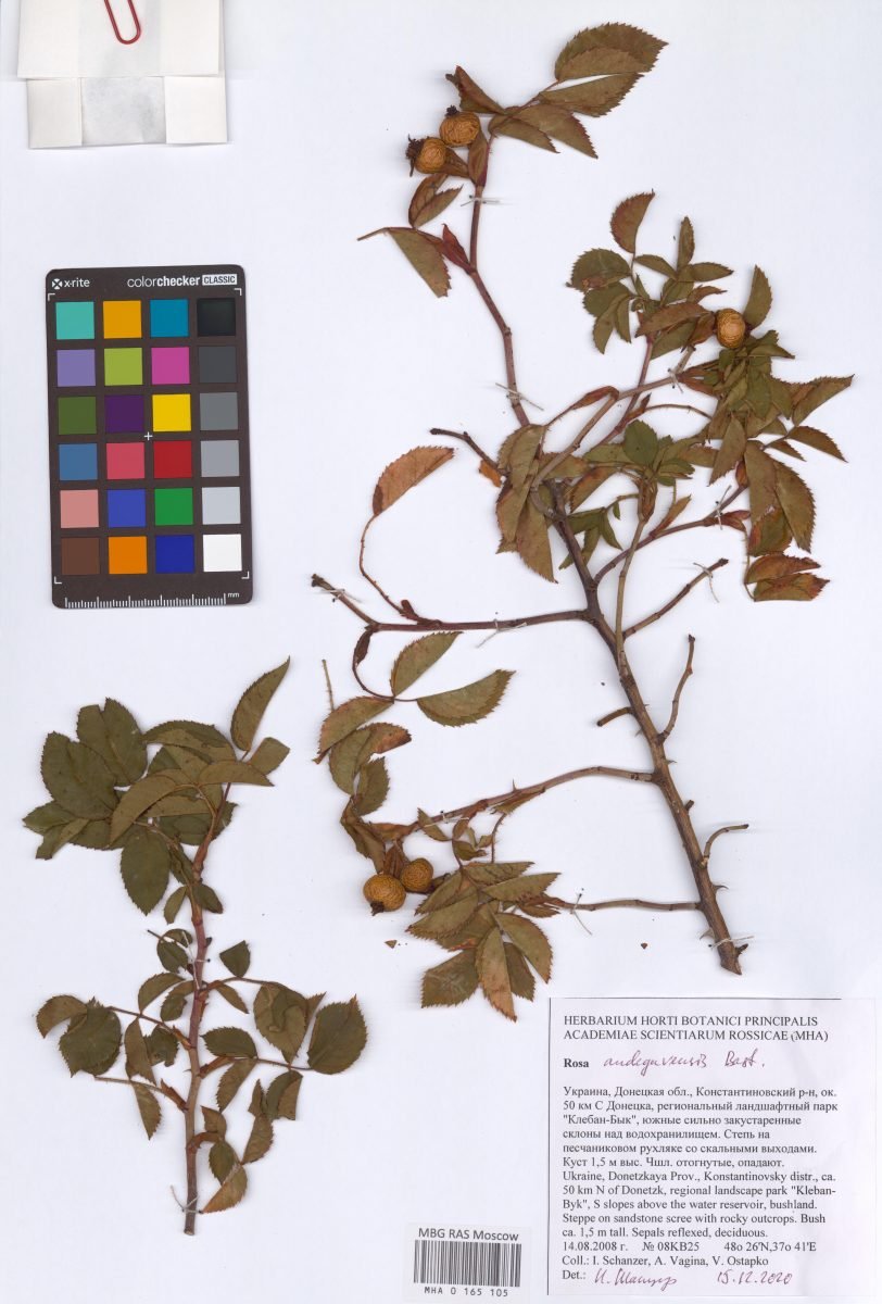 Rosa × andegavensis photograph 6