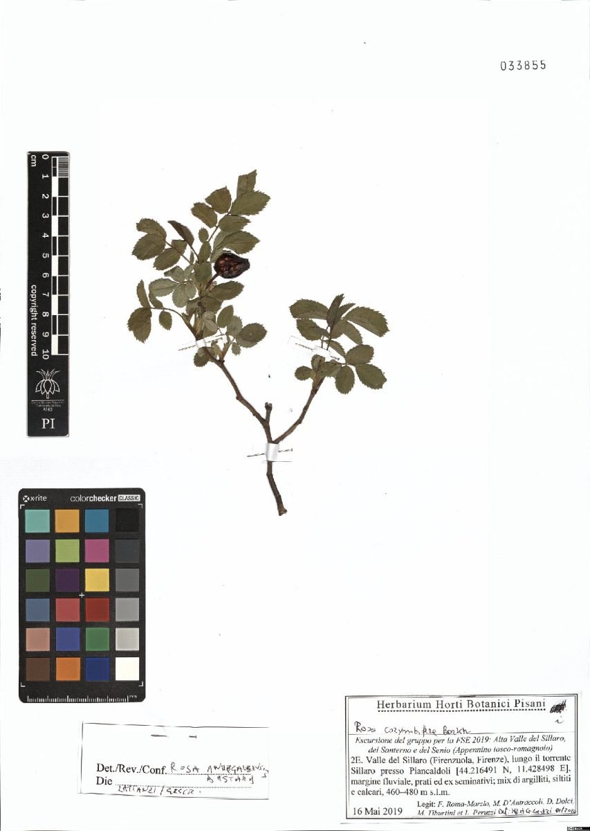 Rosa × andegavensis photograph 3