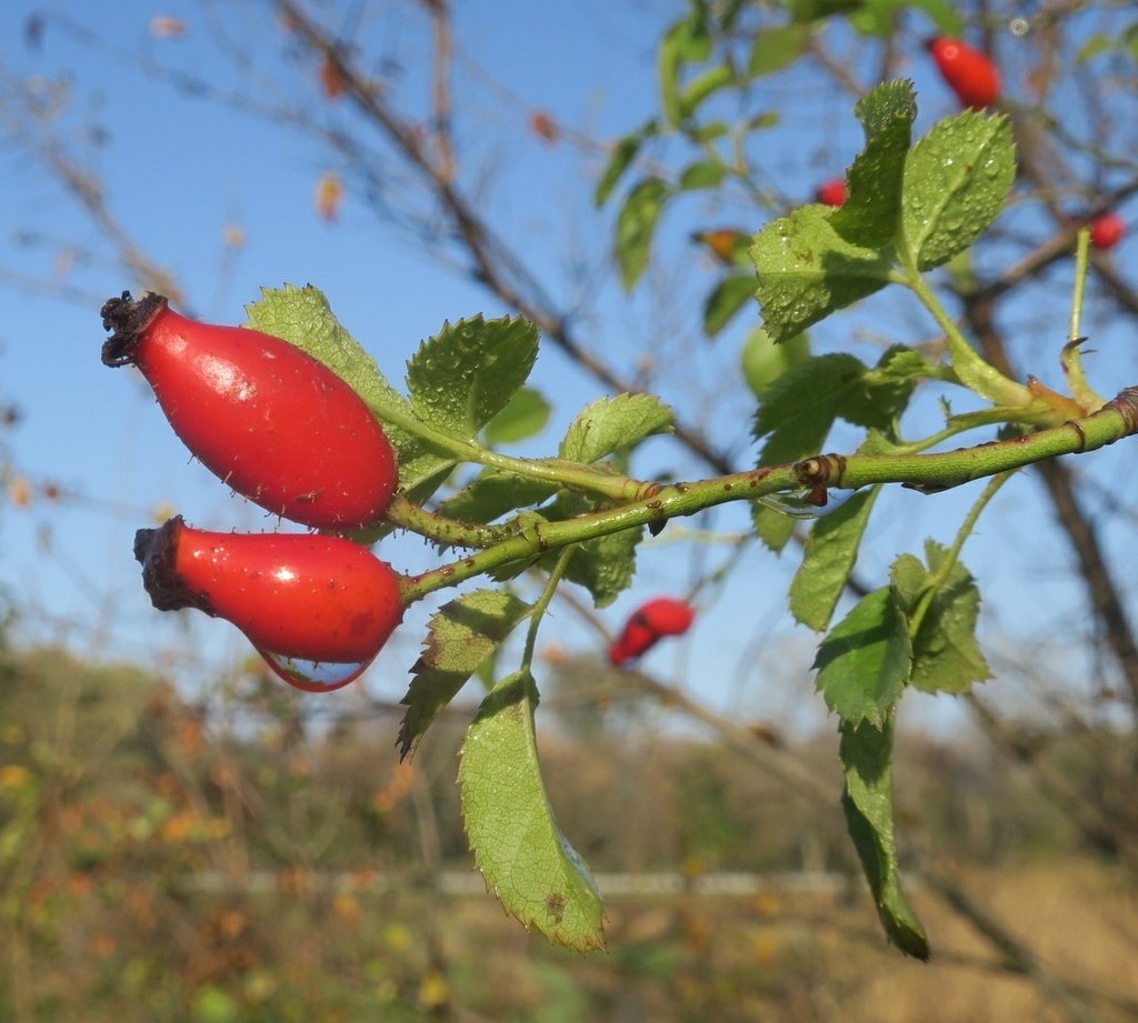 Rosa × andegavensis photograph 4