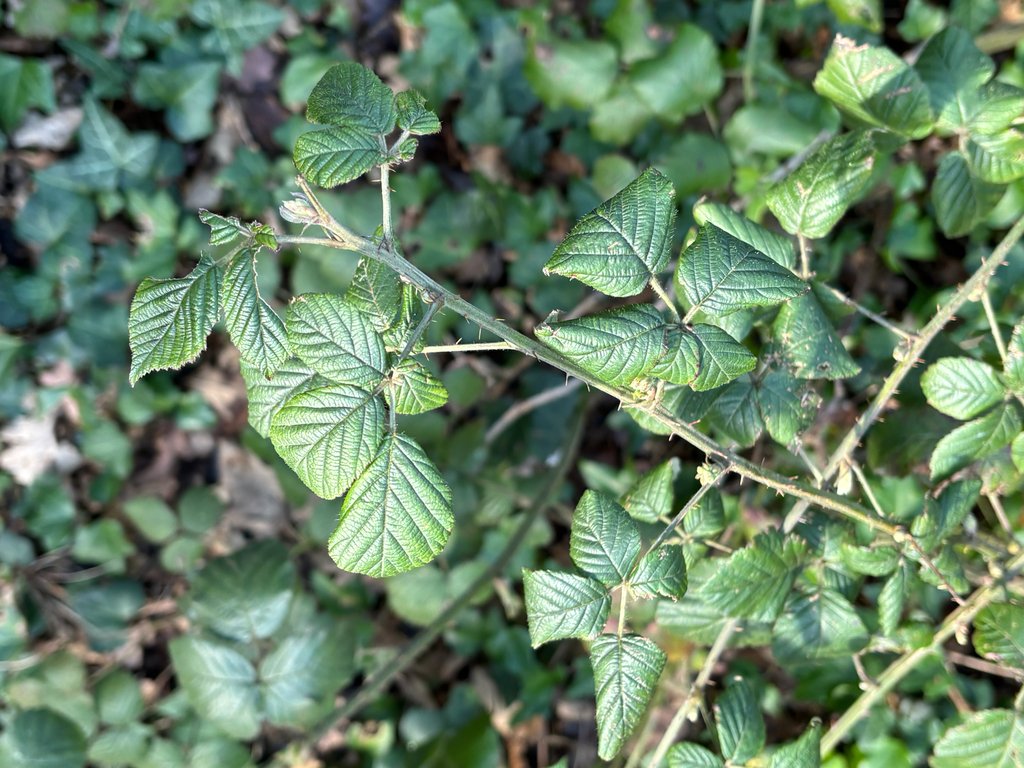 Rubus fruticosus
