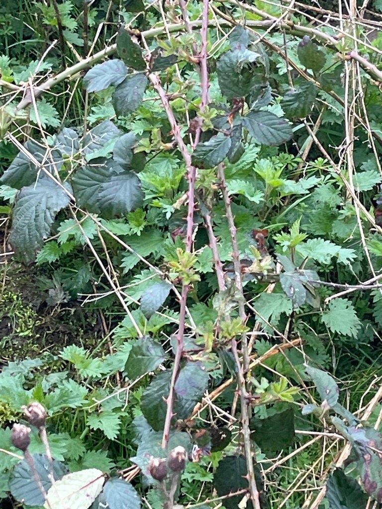 Rubus fruticosus photograph 4
