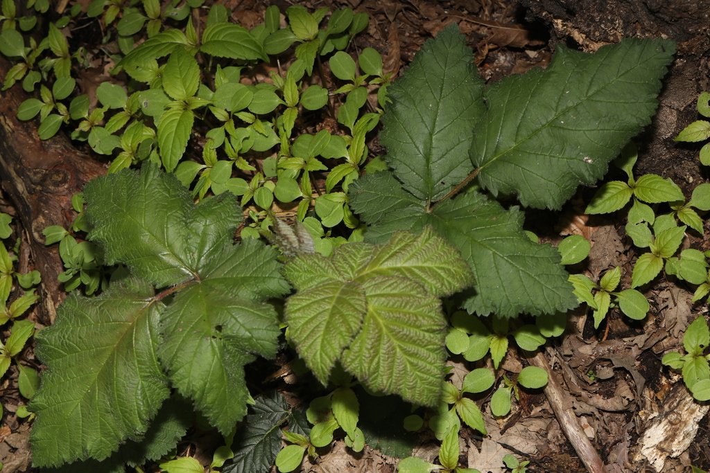 Rubus fruticosus photograph 5