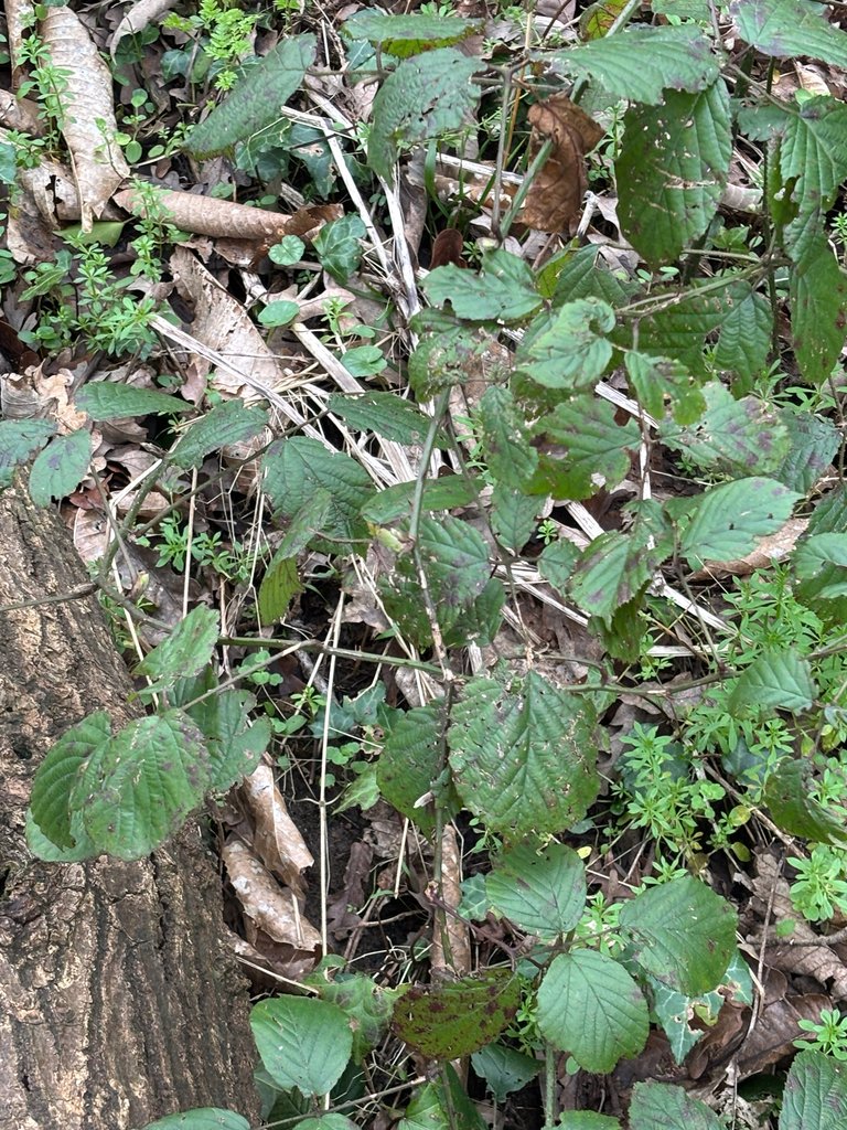 Rubus fruticosus photograph 2