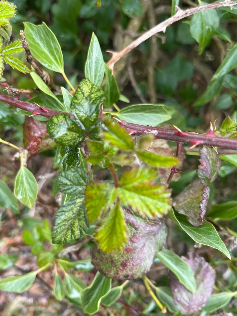 Rubus fruticosus photograph 3