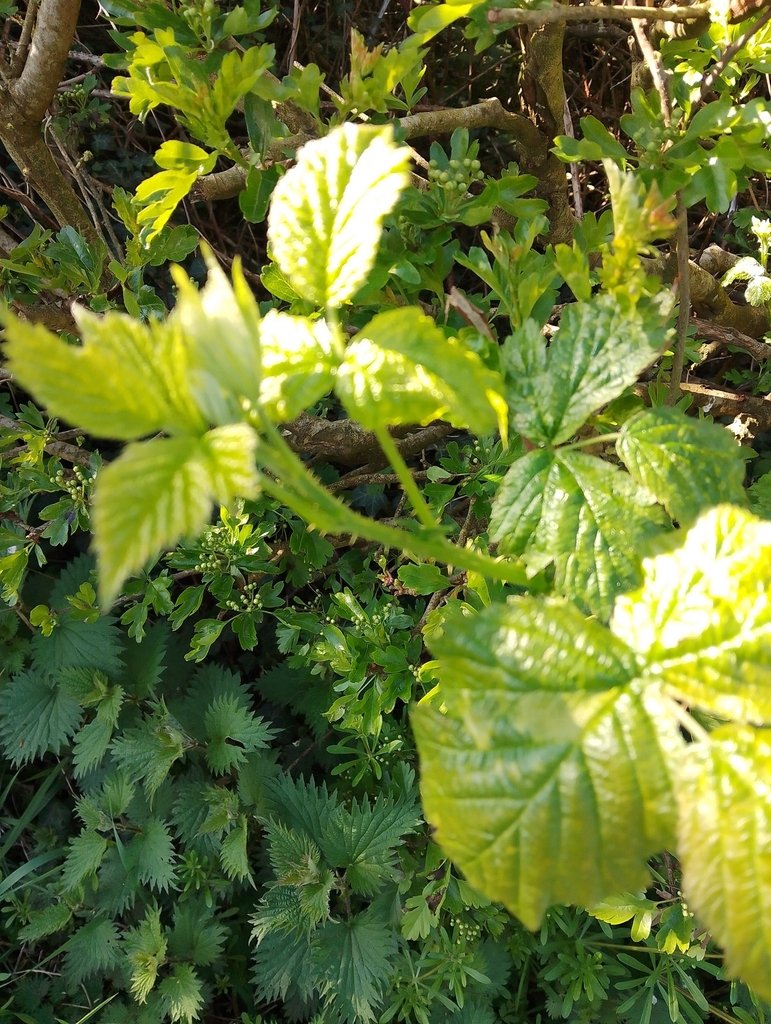 Rubus fruticosus photograph 6