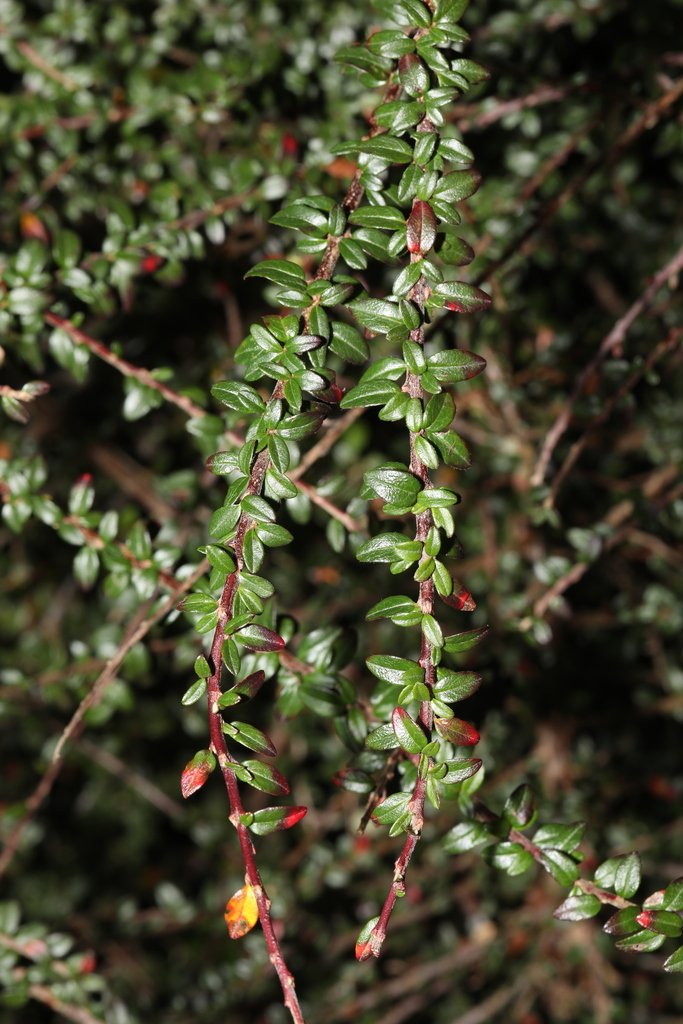 Cotoneaster horizontalis photograph 3