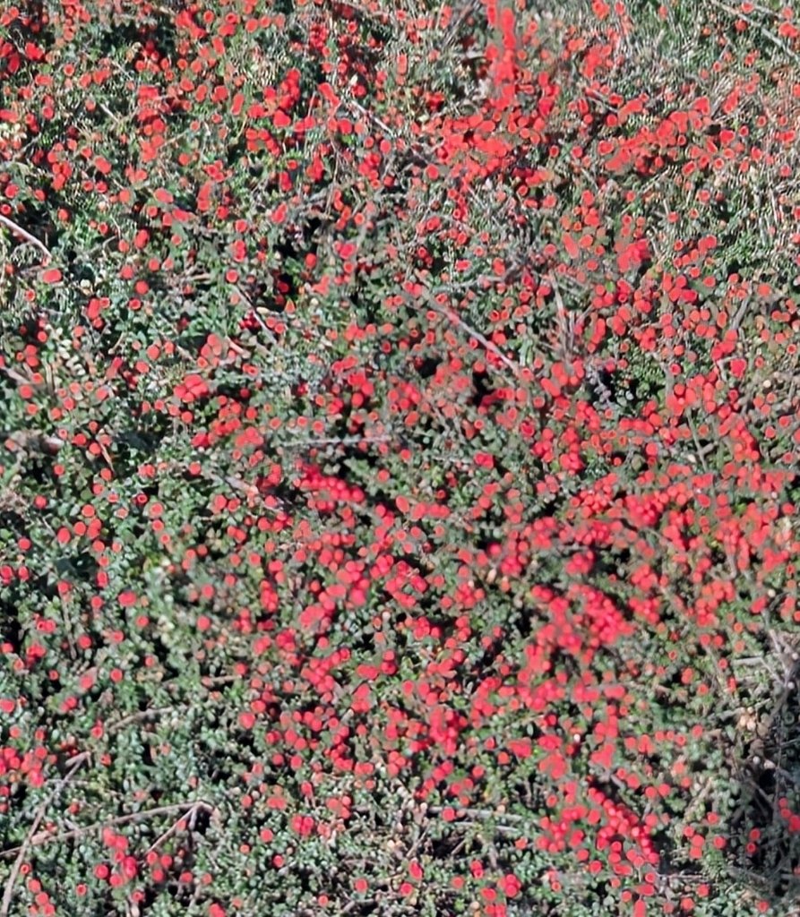 Cotoneaster horizontalis photograph 5