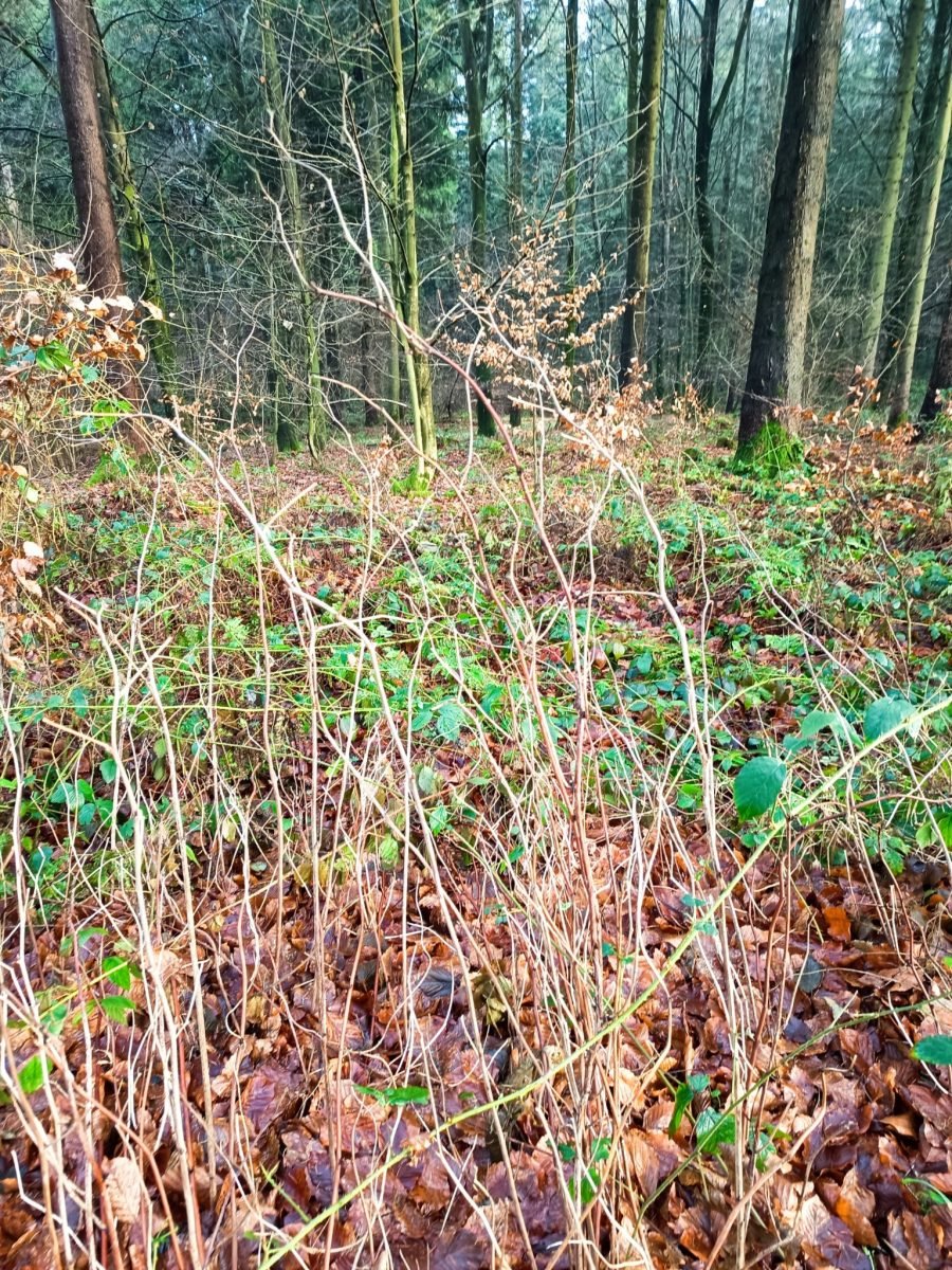 Rubus idaeus photograph 6