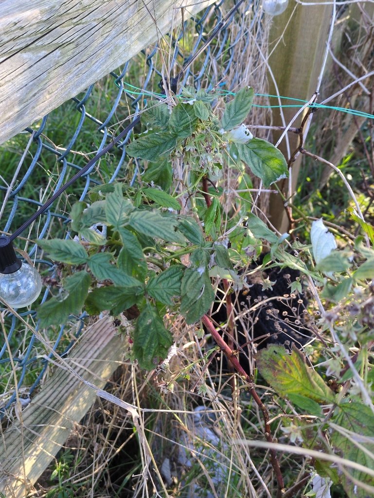 Rubus idaeus