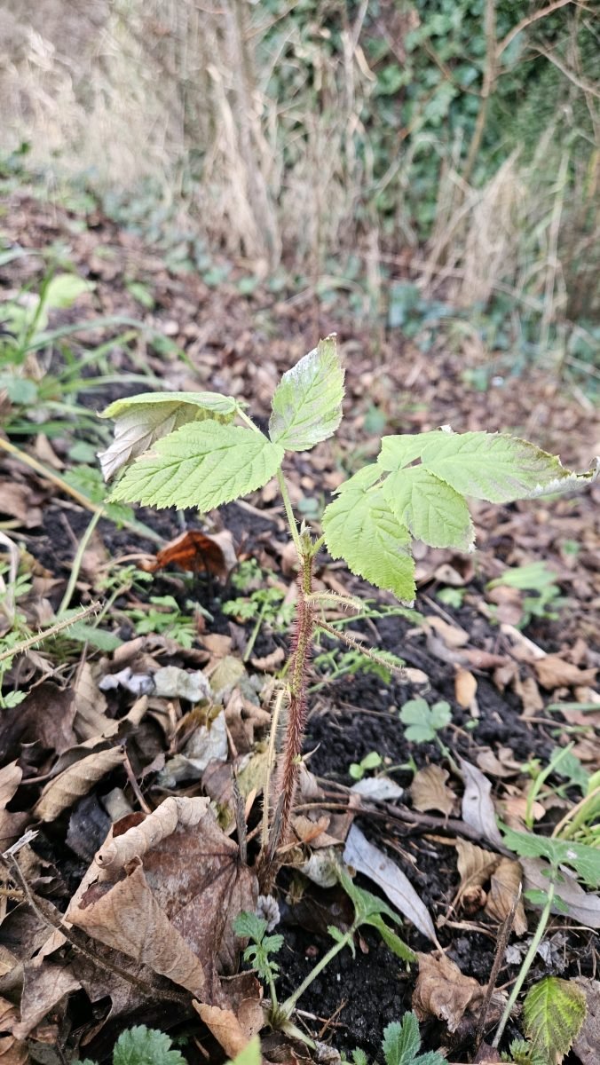 Rubus idaeus photograph 4