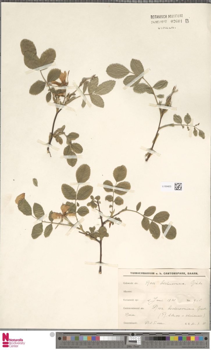 Rosa × aschersoniana