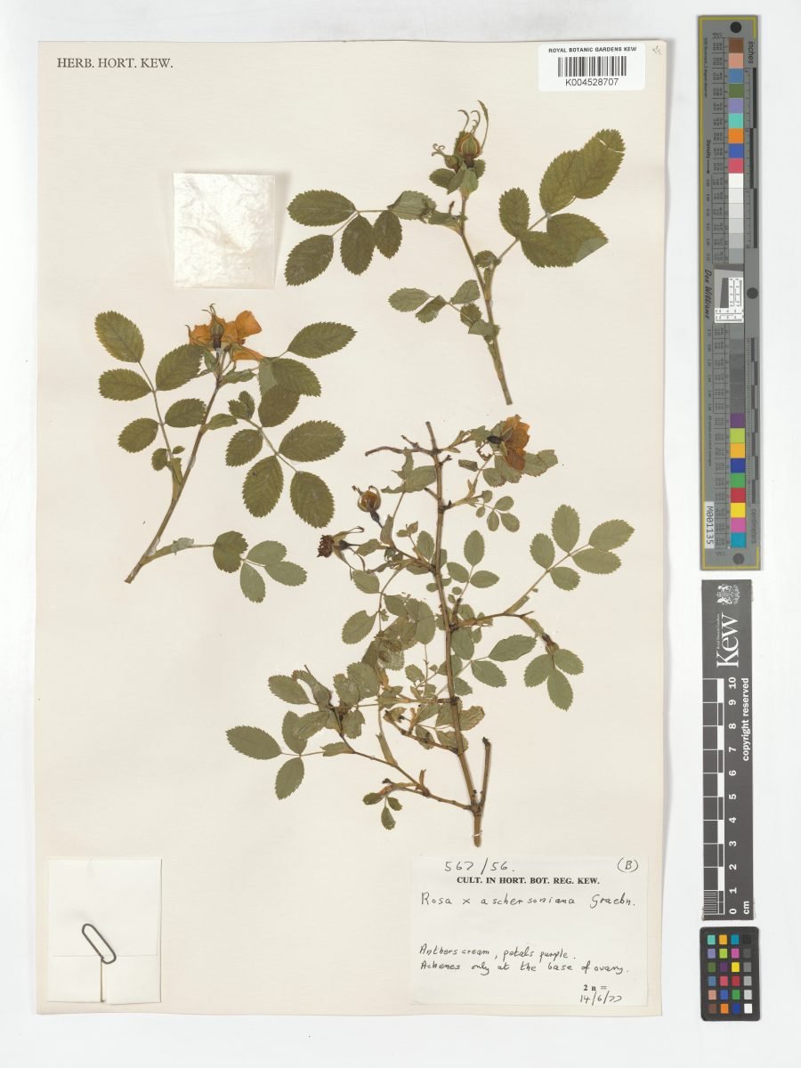 Rosa × aschersoniana photograph 2