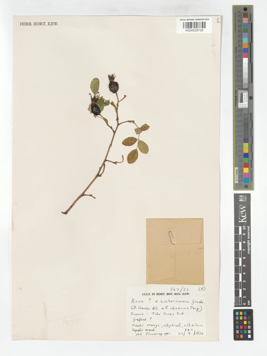 Rosa × aschersoniana photograph 3