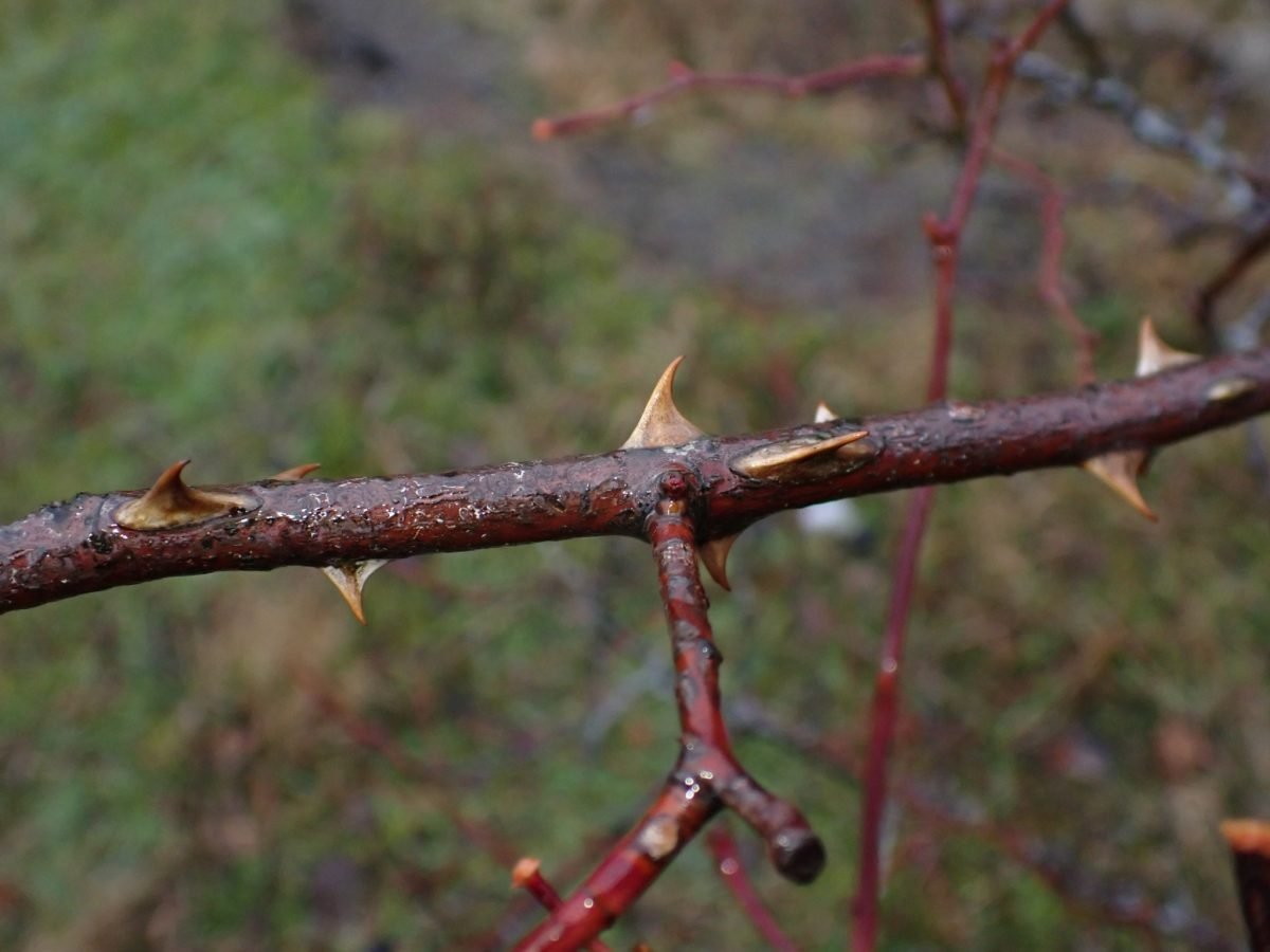 Rosa canina photograph 2