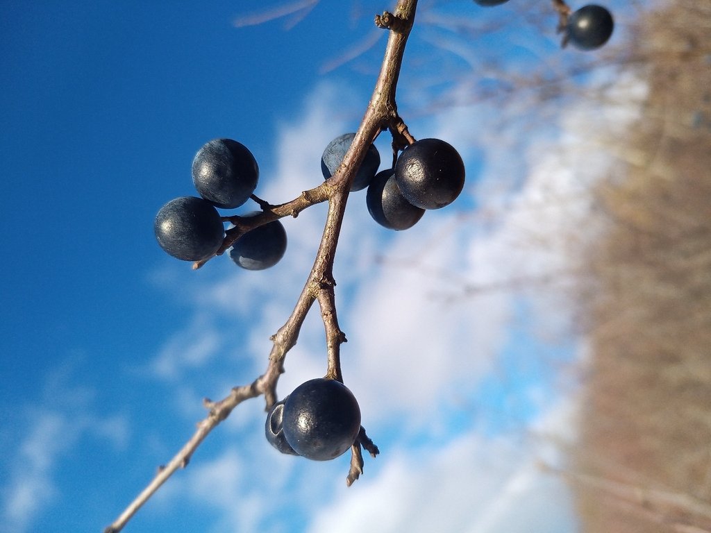 Prunus spinosa photograph 2