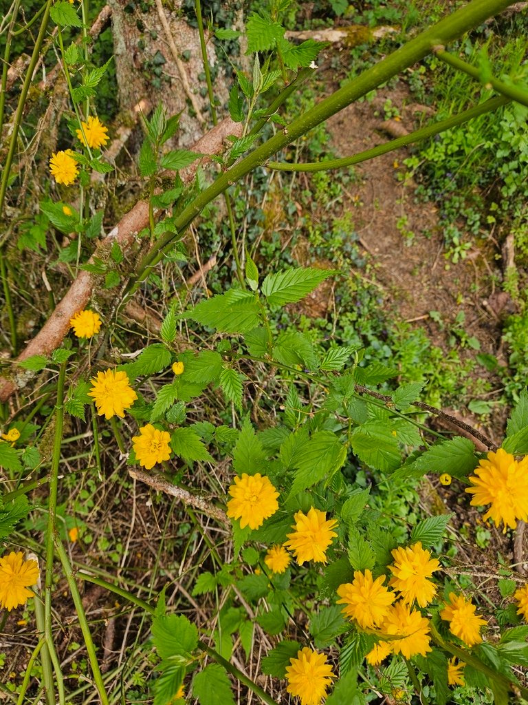 Kerria japonica photograph 5