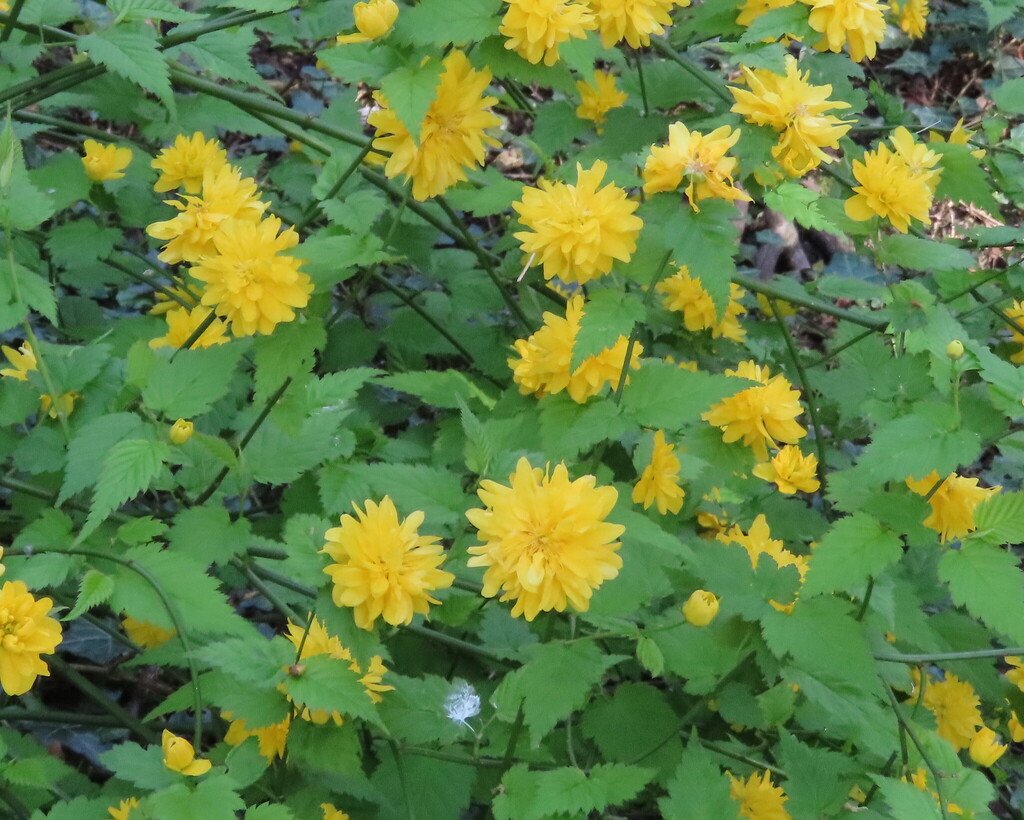 Kerria japonica photograph 3