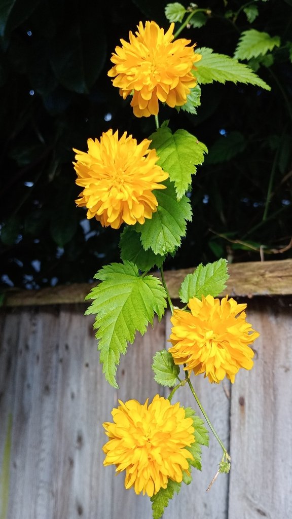 Kerria japonica photograph 6