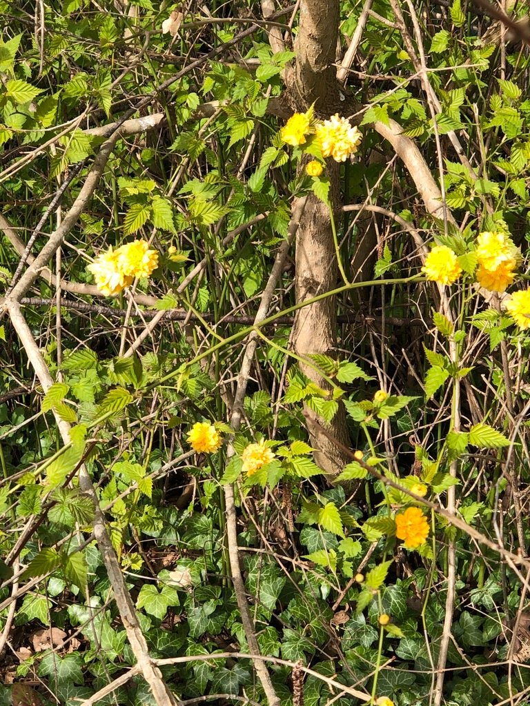 Kerria japonica