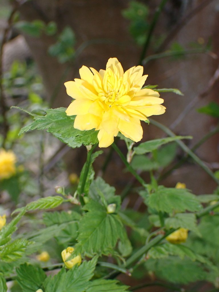 Kerria japonica photograph 4