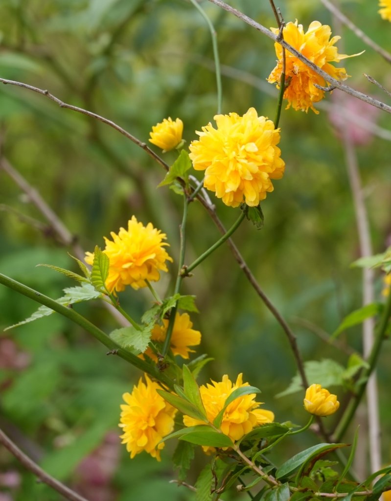 Kerria japonica photograph 2