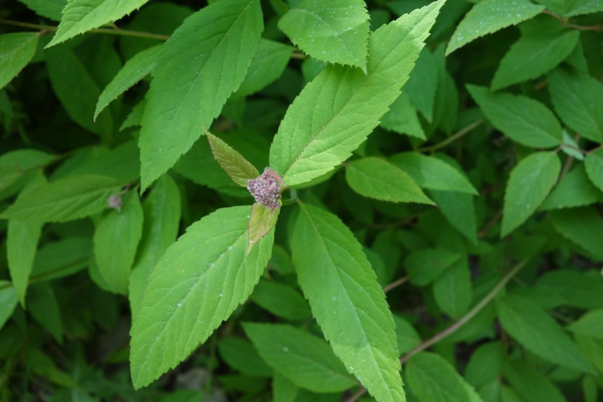 Spiraea japonica photograph 5