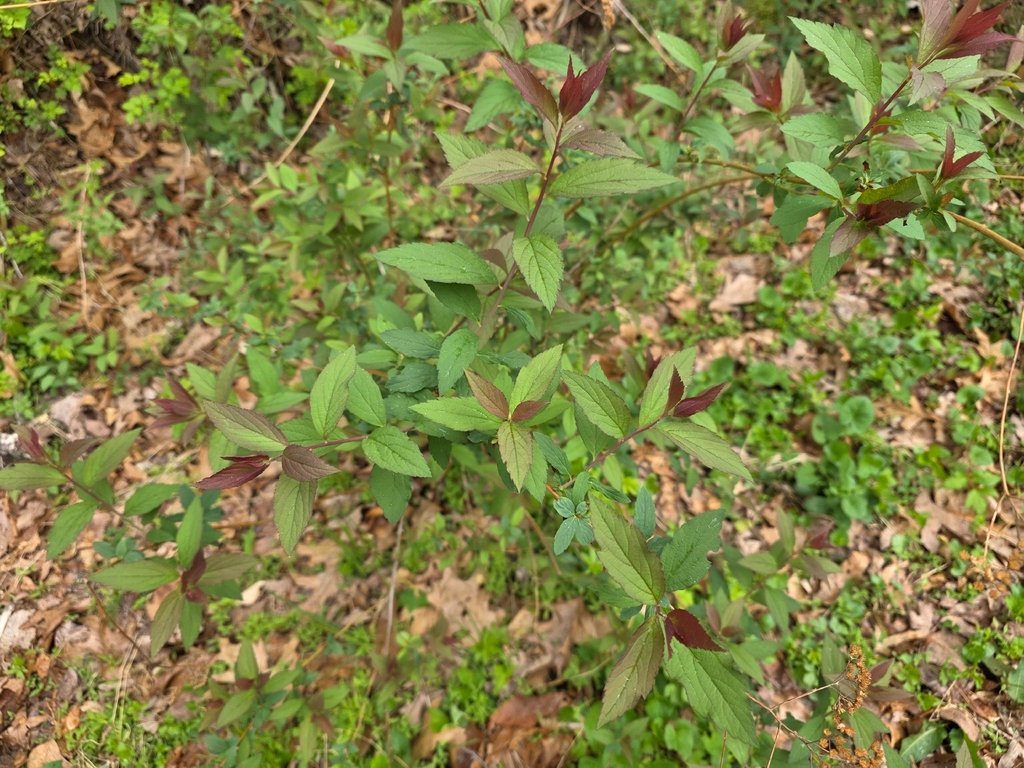 Spiraea japonica photograph 2
