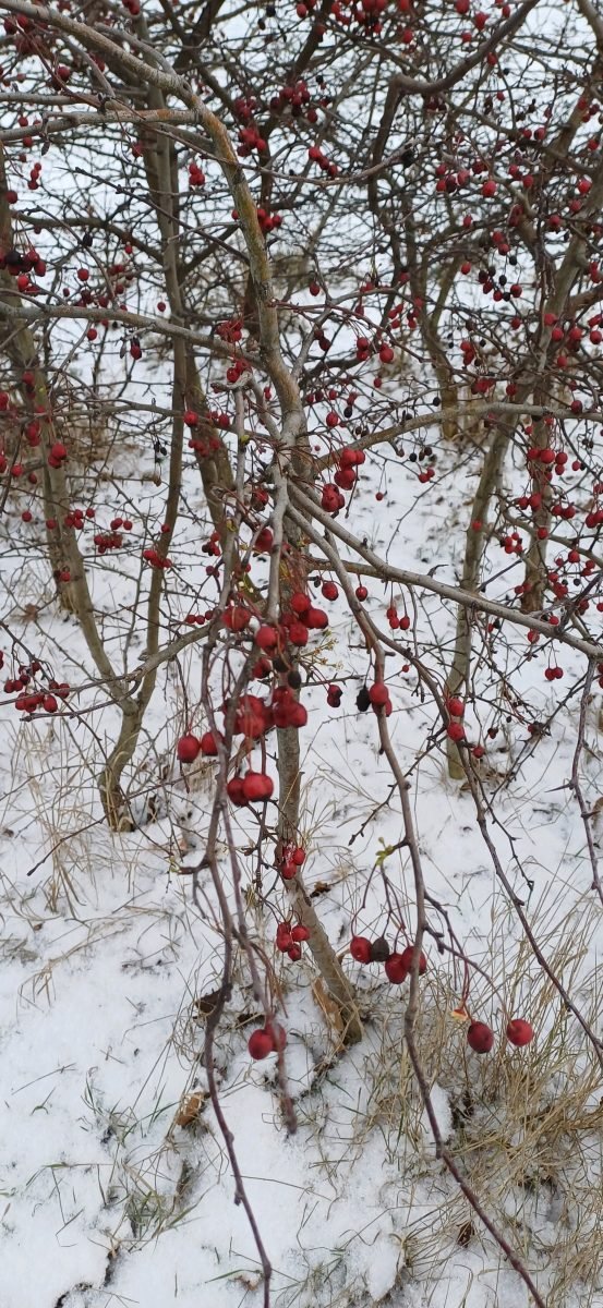 Crataegus monogyna photograph 3