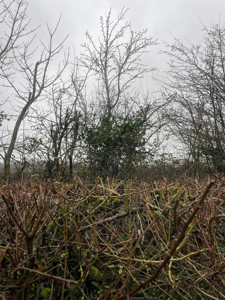 Crataegus monogyna photograph 4