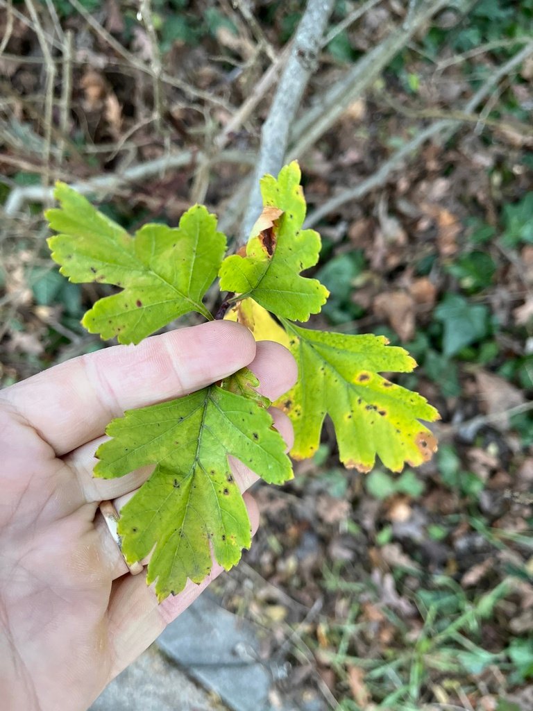 Crataegus monogyna photograph 2