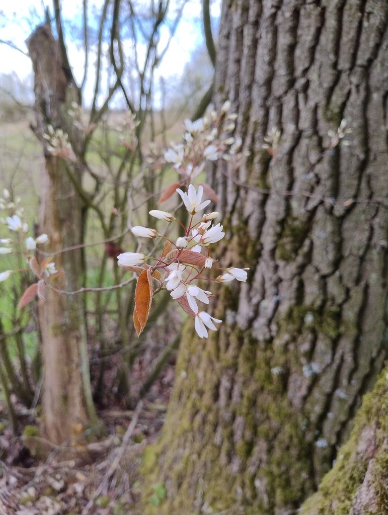 Amelanchier × lamarckii photograph 3