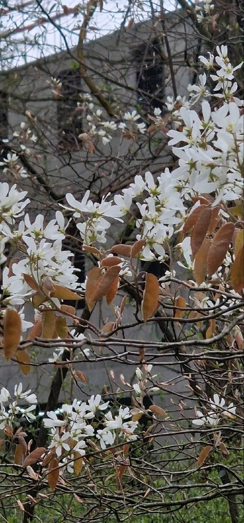 Amelanchier × lamarckii