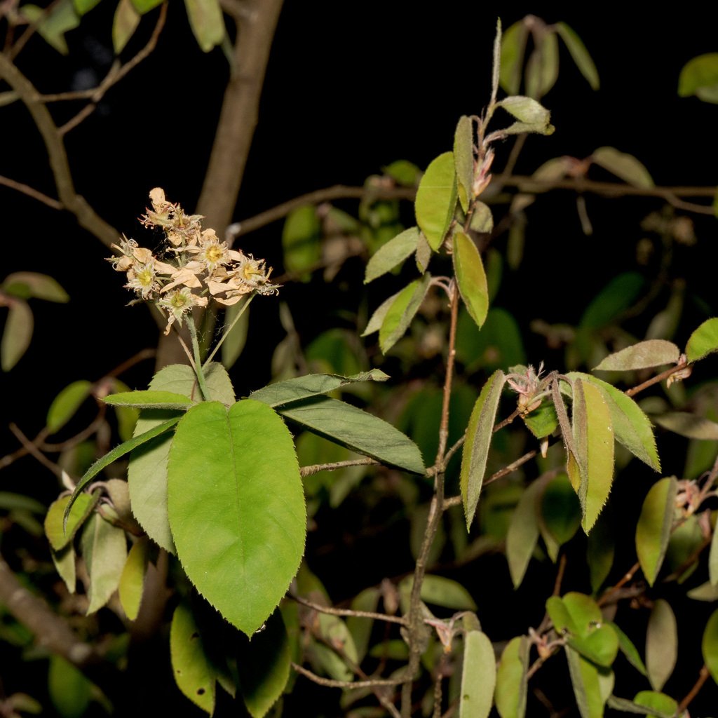 Amelanchier × lamarckii photograph 6