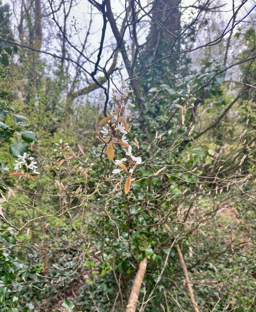 Amelanchier × lamarckii photograph 2