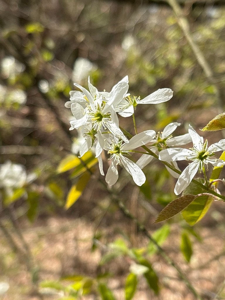 Amelanchier × lamarckii photograph 4