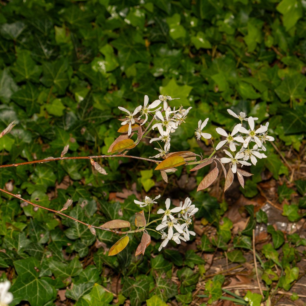 Amelanchier × lamarckii photograph 5