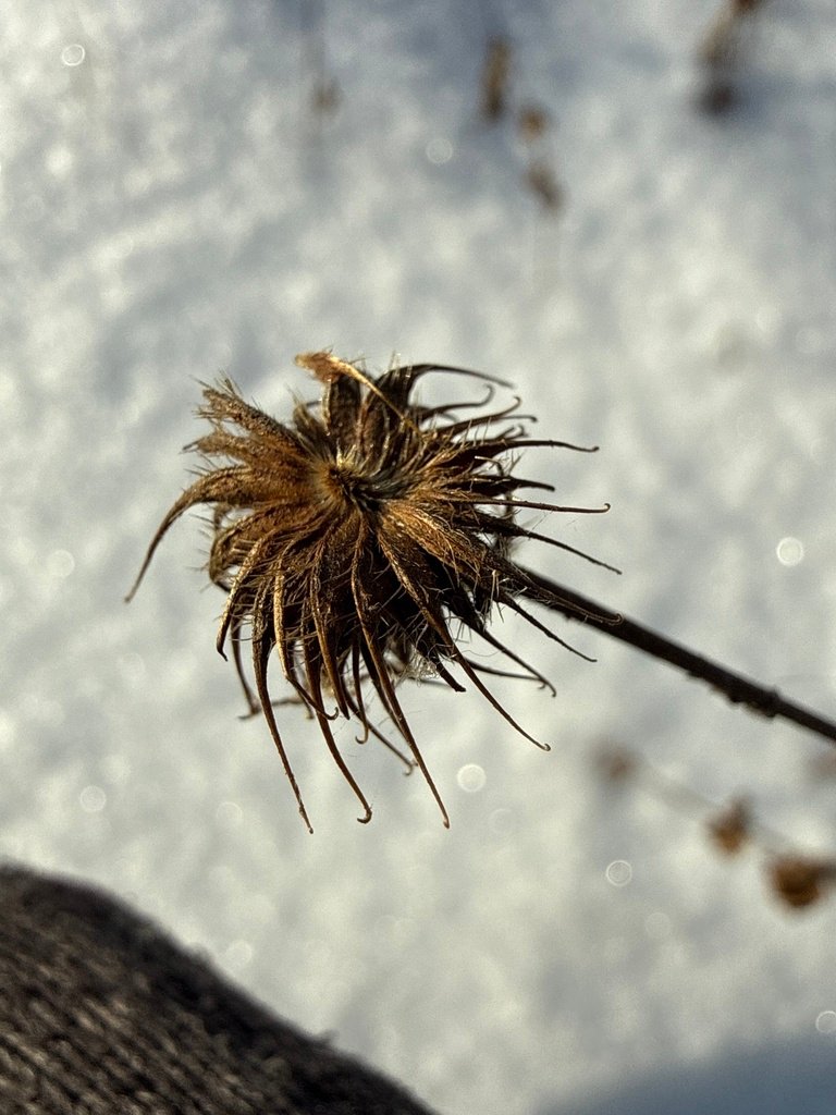 Geum urbanum photograph 2