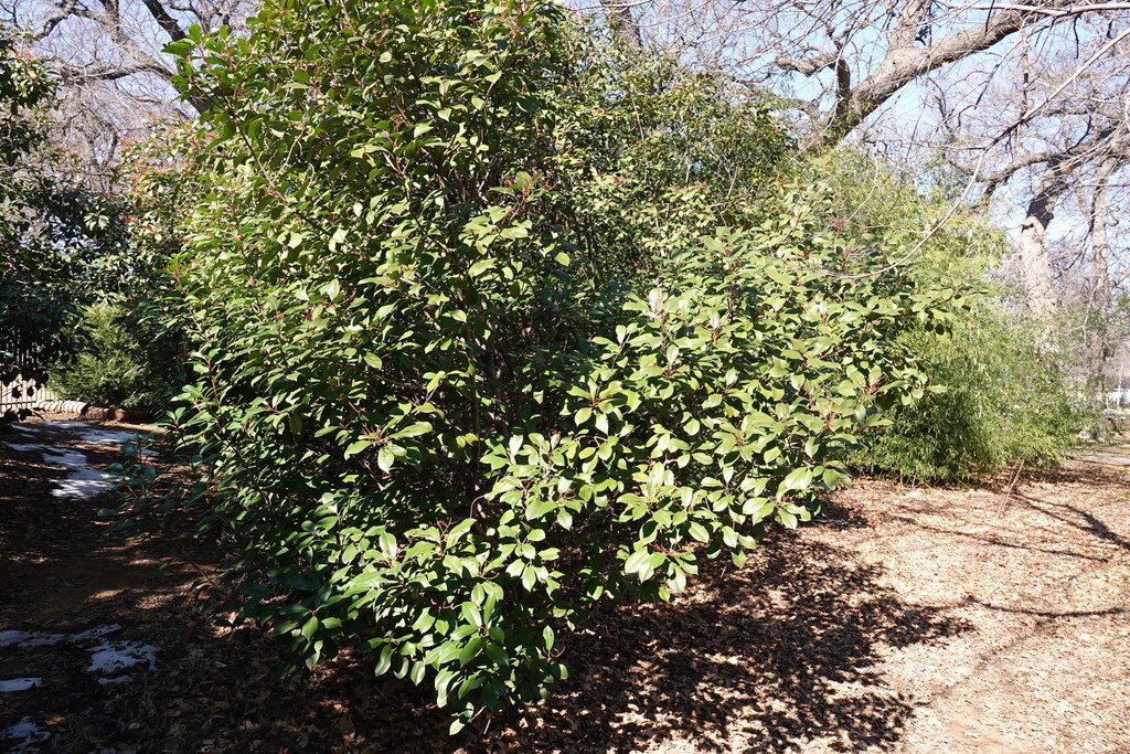 Photinia serratifolia photograph 3