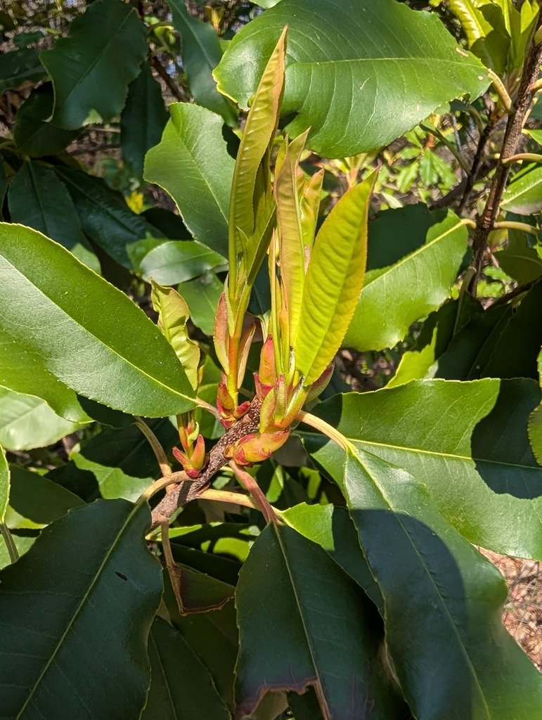 Photinia serratifolia photograph 6