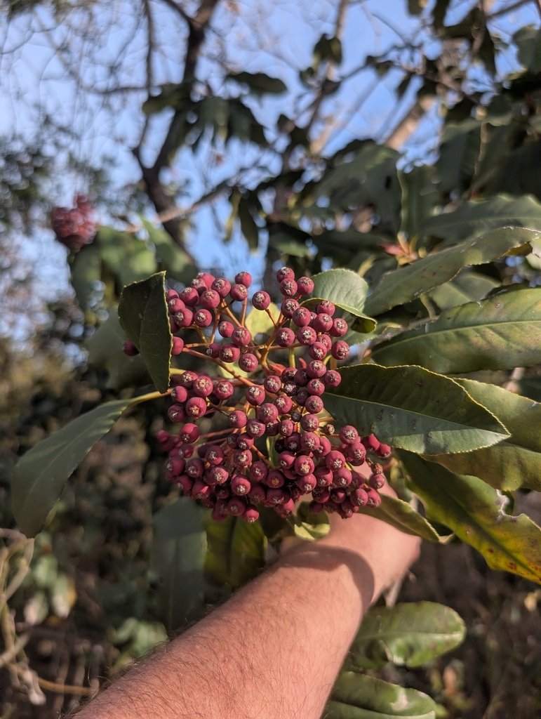 Photinia serratifolia photograph 4
