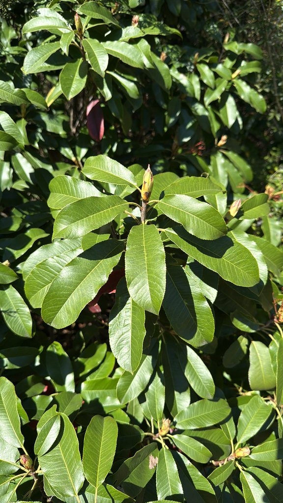 Photinia serratifolia photograph 5