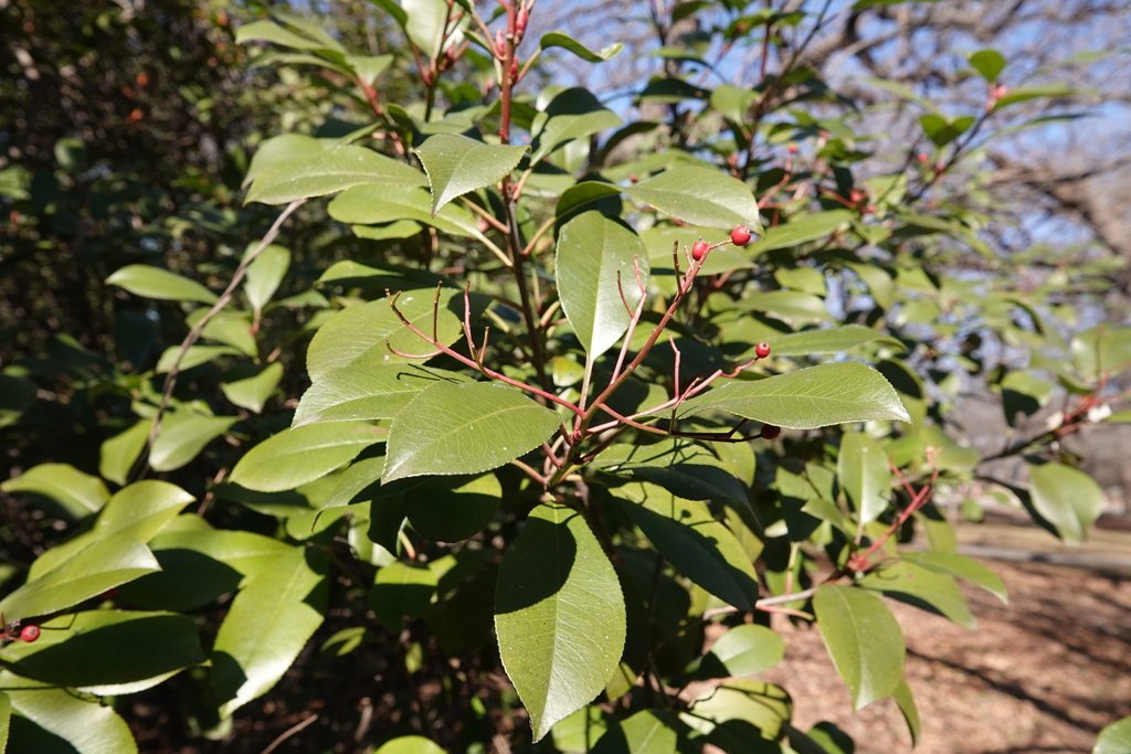 Photinia serratifolia photograph 2
