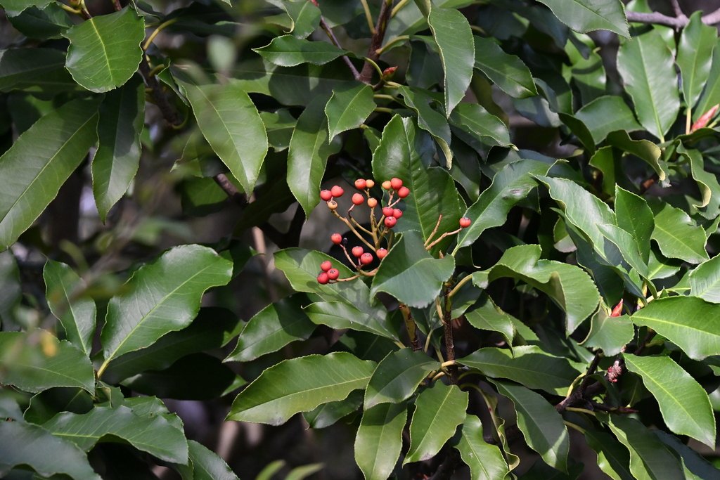 Photinia serratifolia