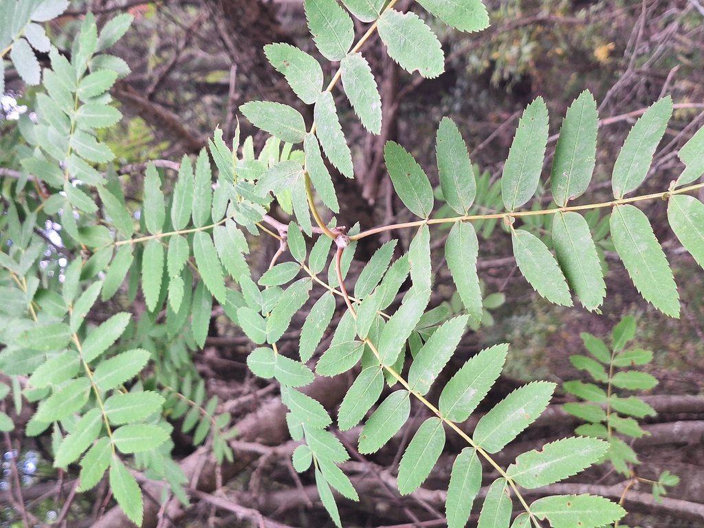 Sorbus aucuparia photograph 6