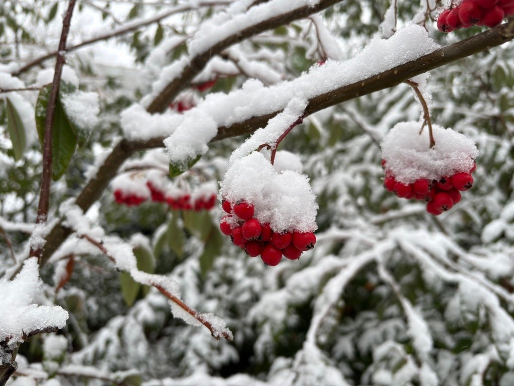 Sorbus aucuparia photograph 2