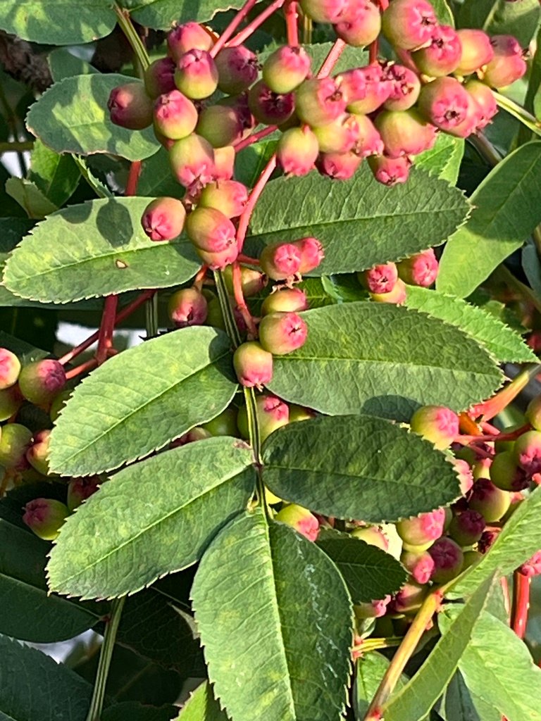 Sorbus aucuparia