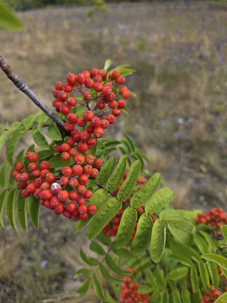 Sorbus aucuparia photograph 4