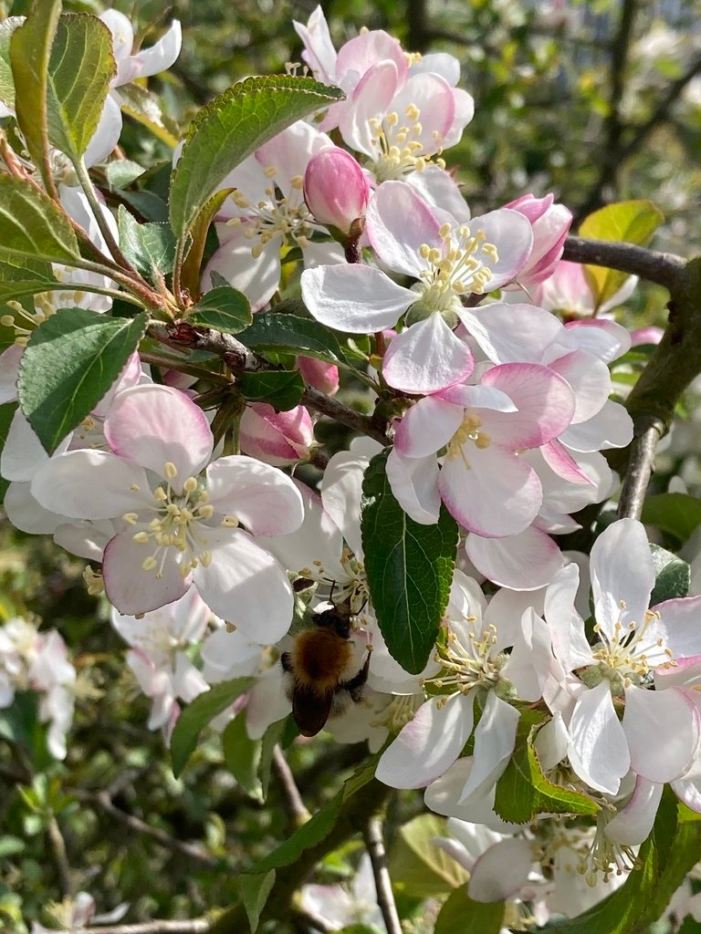 Malus sylvestris photograph 4